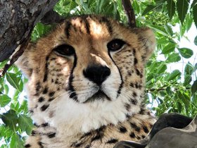 Cheetah (17).JPG